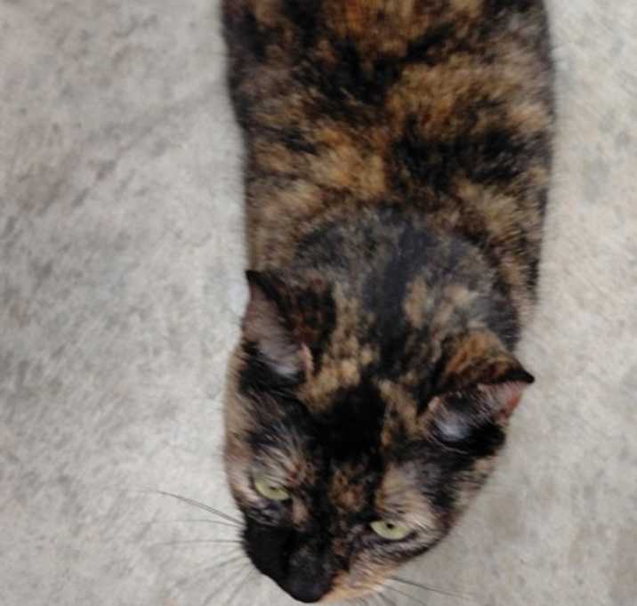 Photo of F21 SB 585 Cleo