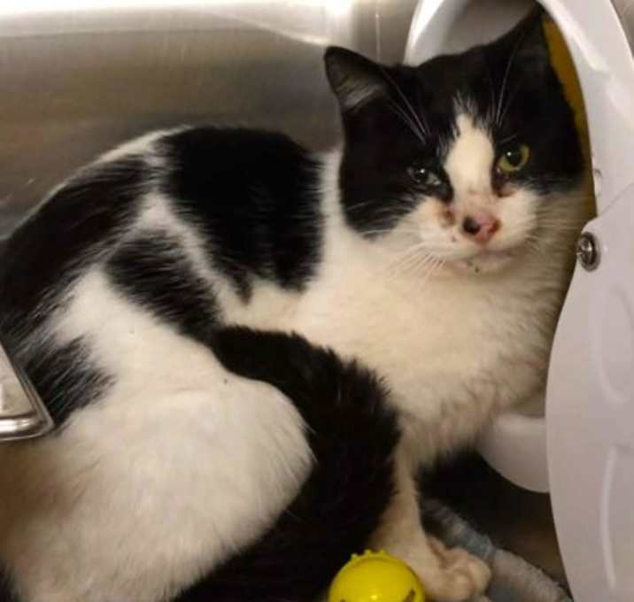 Photo of Stray - On Hold (Oreo)