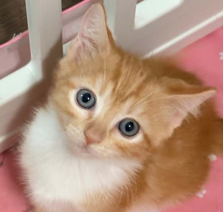 Photo of Sunshine BDL