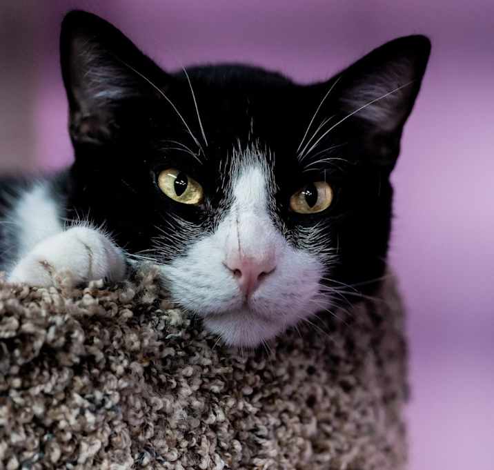 Photo of Oreo Speedwagon