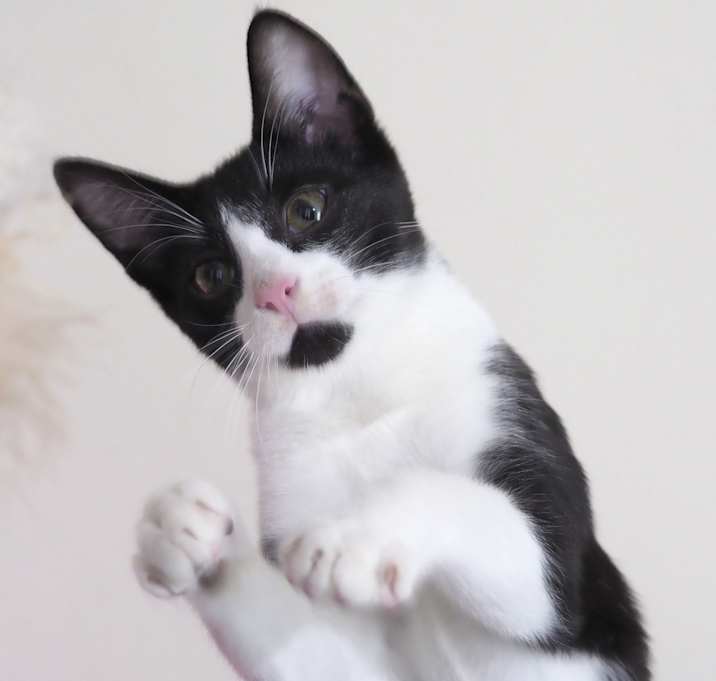 Photo of KINTA BALDWIN