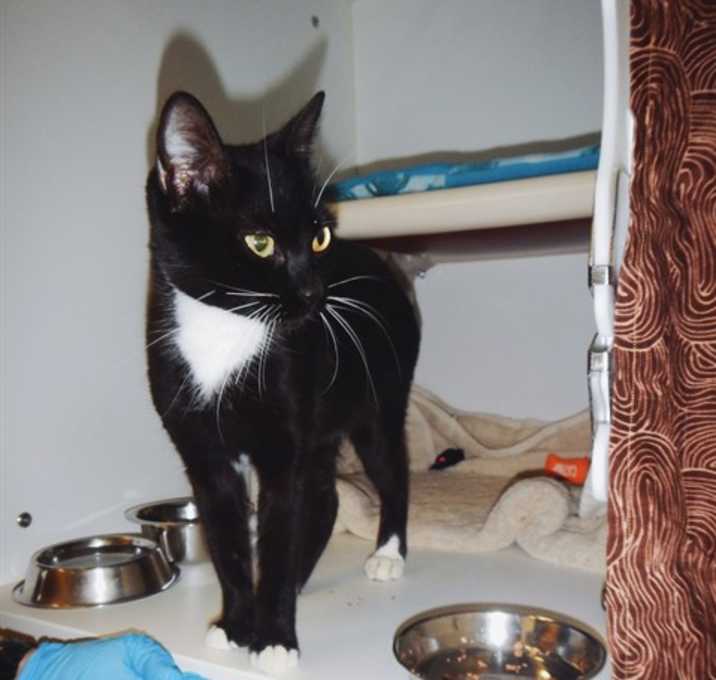 Photo of MAGICA DE SPELL