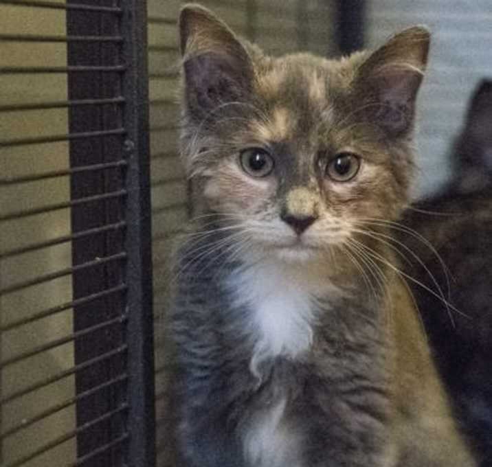 Photo of Cinderella (Royal Litter)