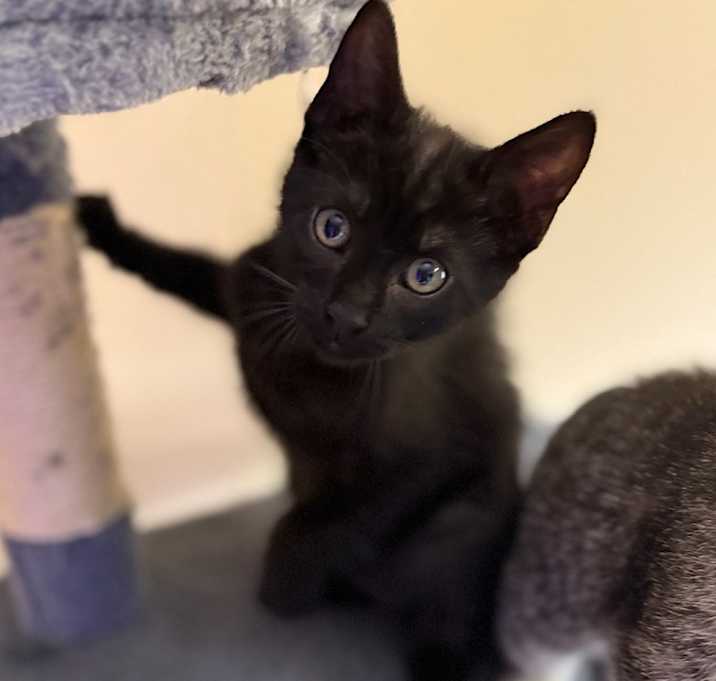 Photo of Pretzels OBCR-1747