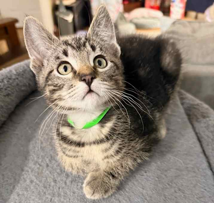 Photo of Cheeto OBCR-1751