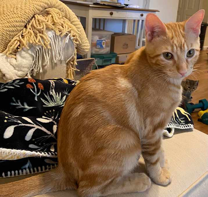 Photo of Baby orange