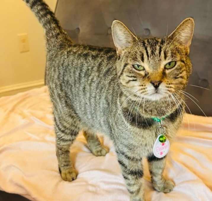 Photo of Eleanor (Pounce Cat Cafe)