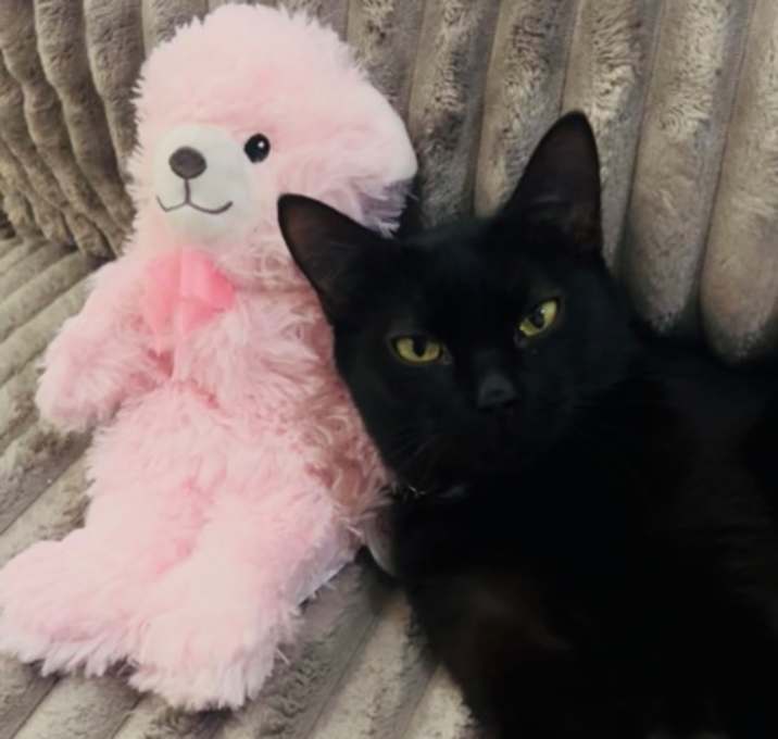 Photo of Cranberry (Cat Pounce Cafe)