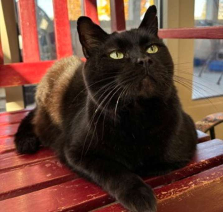 Photo of Felix (Cat Cafe)