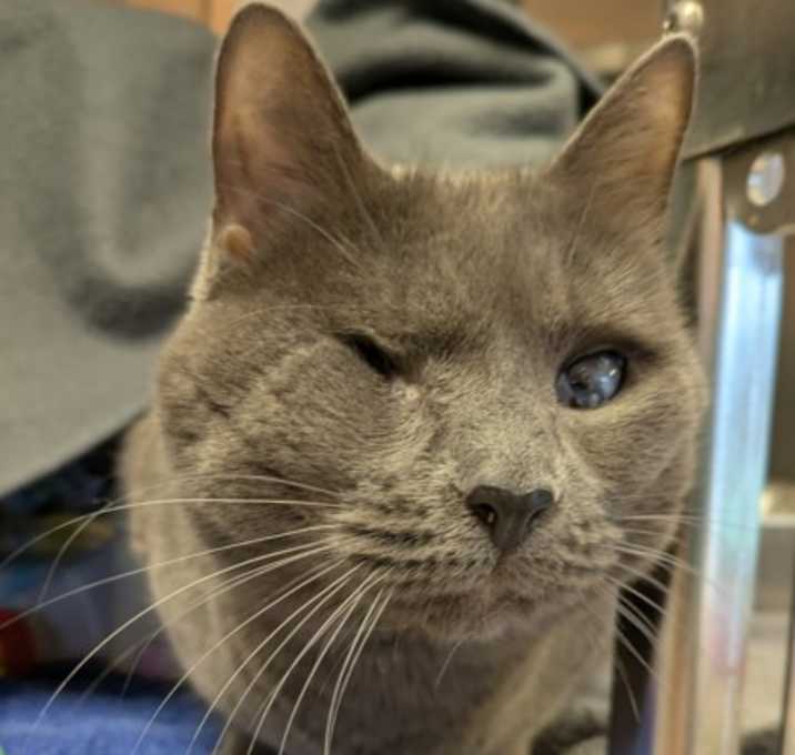 Photo of Sweetie Petey