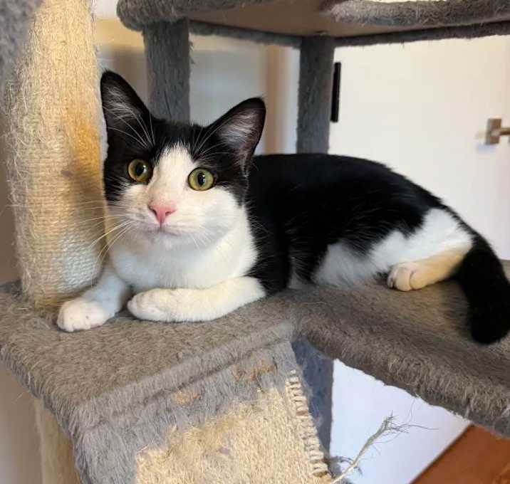 Photo of Nea(politin) (Church Ln Kitten 4)