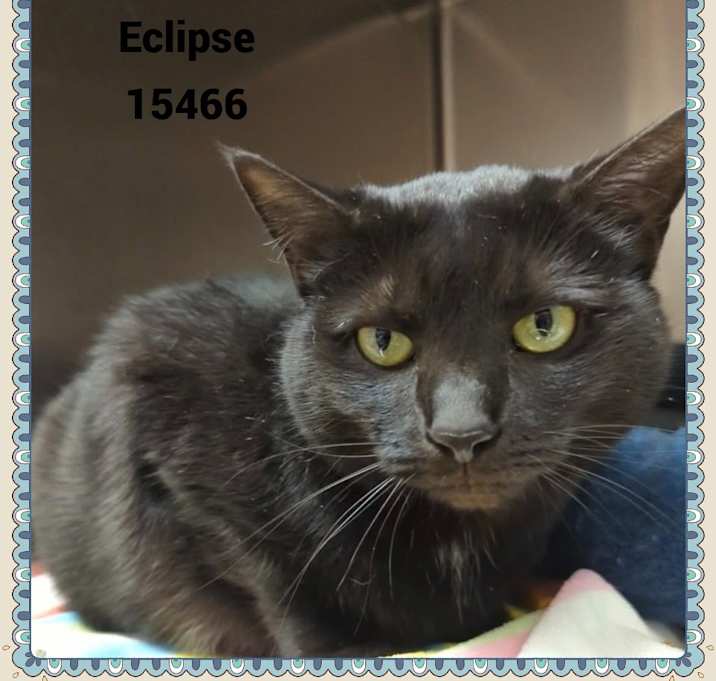 Photo of ECLIPSE see also MARMALADE