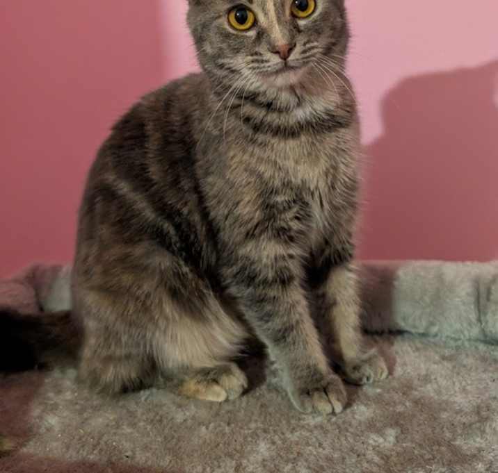 Photo of 7454 Glimmer