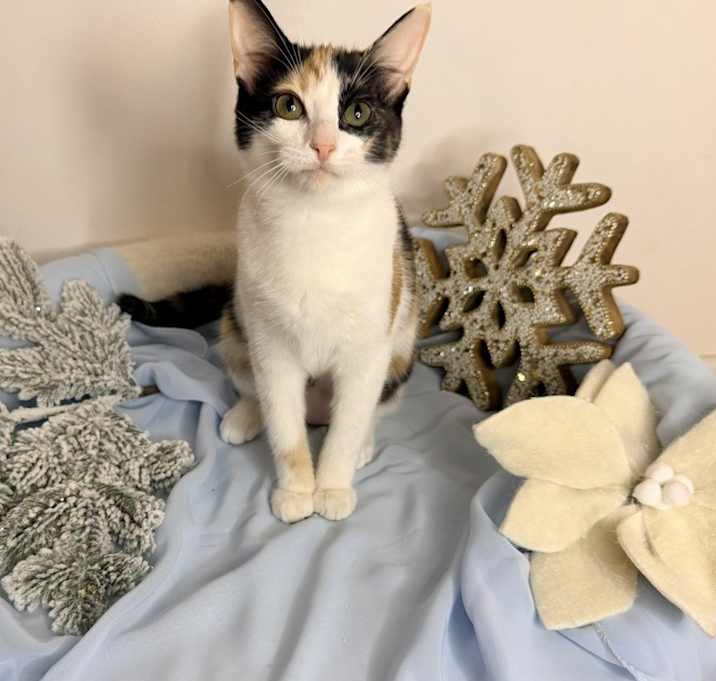 Photo of Dreamboat Annie