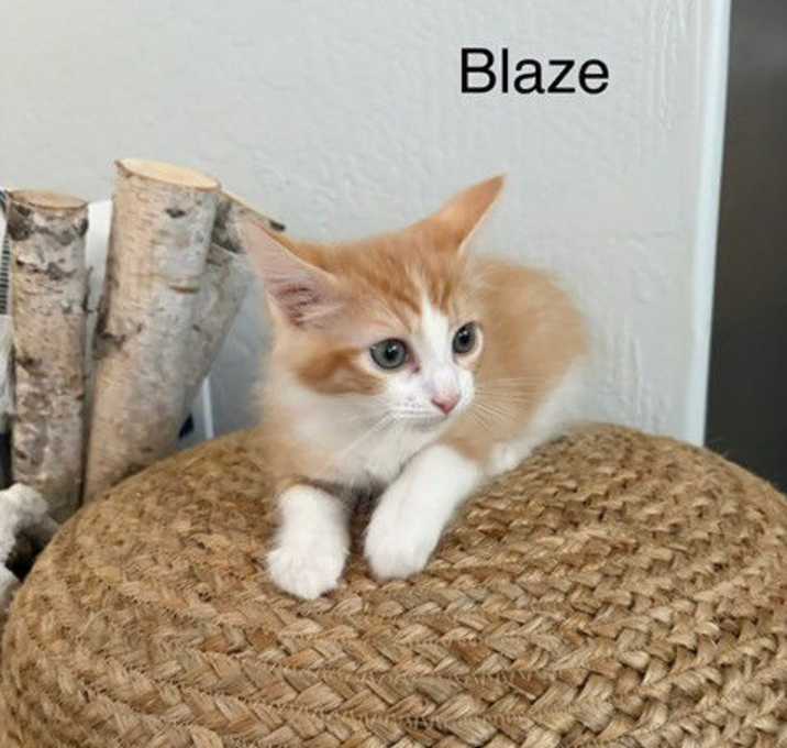 Photo of Blaze BONDED with Stella