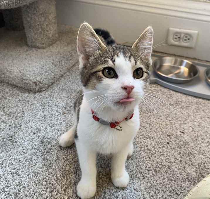 Photo of Fritter the Critter