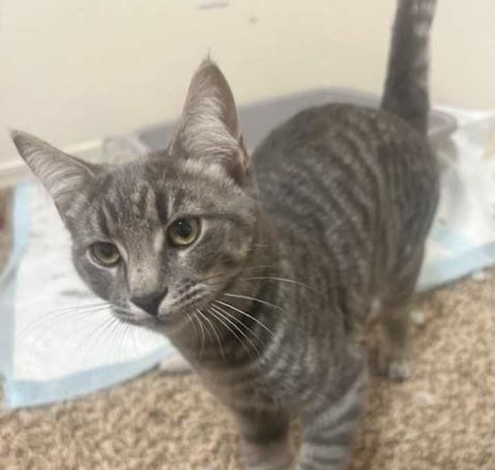 Photo of Nicolas Mistlepaw