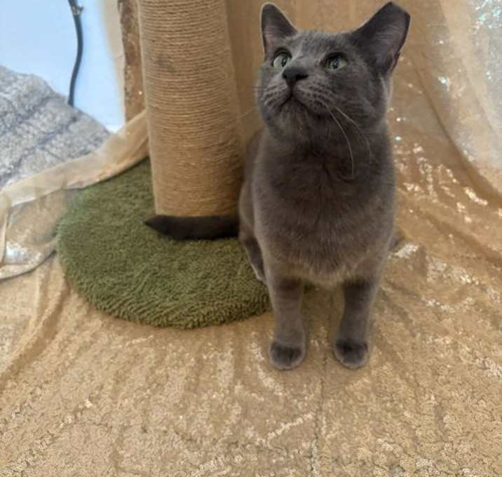 Photo of Helena Ravenclaw