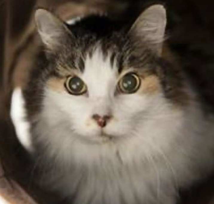 Photo of Pixie Velvetpaws (Bonded To Trixie Velvetpaws)