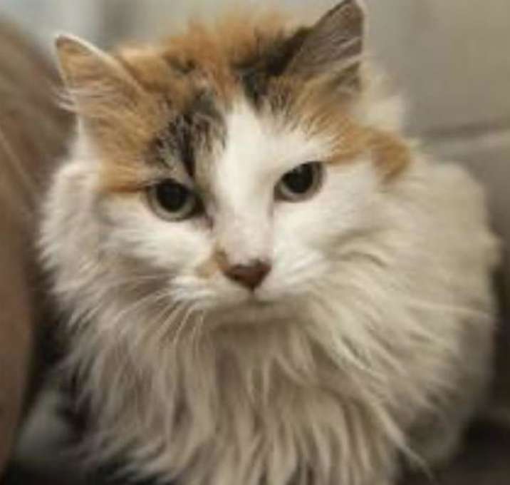 Photo of Trixie Velvetpaws (Bonded To Pixie Velvetpaws)