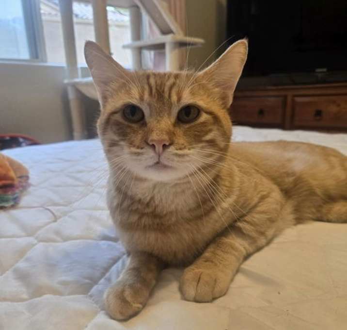 Photo of Chester Purrington