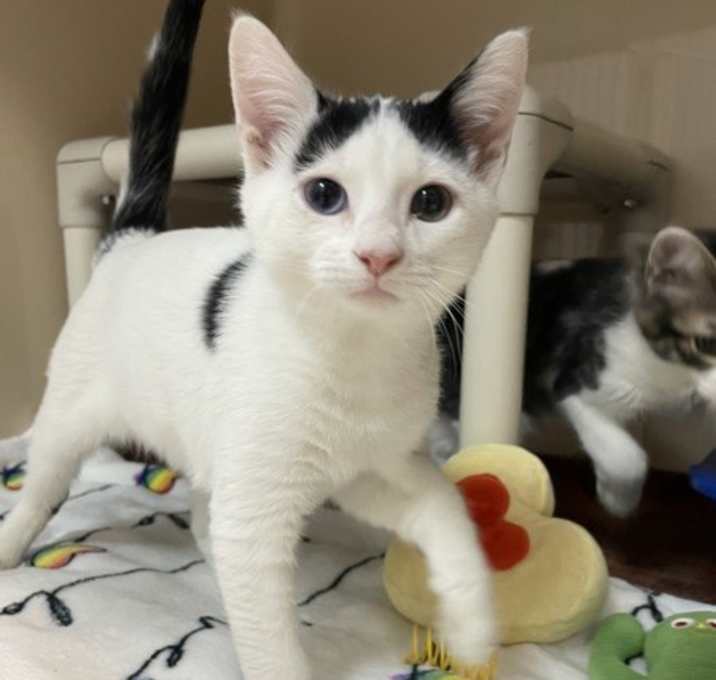 Photo of Shortstack & Johnnycake