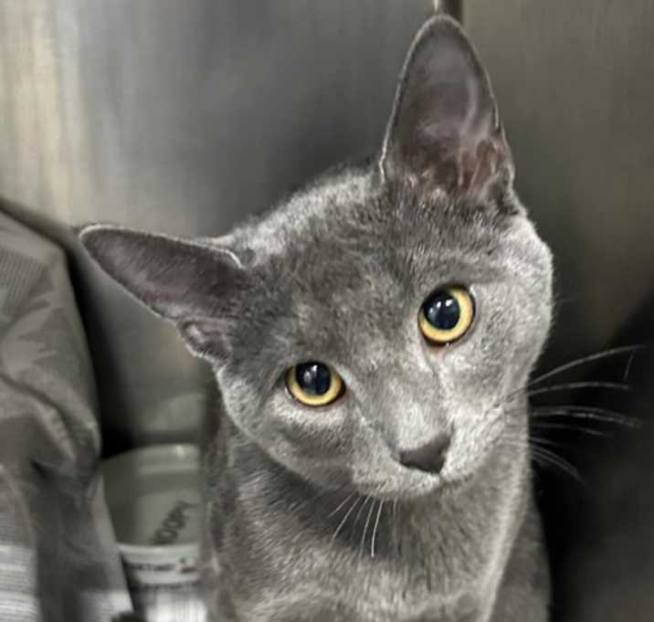 Photo of 25-12-3640 Tuna