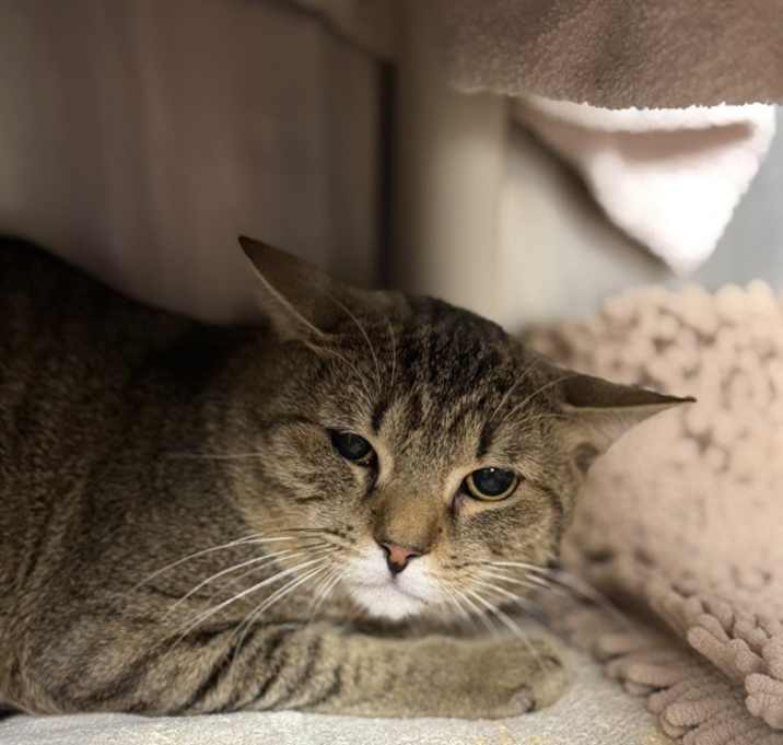 Photo of Jinglebread Cookie (with Fruitcake Falala)