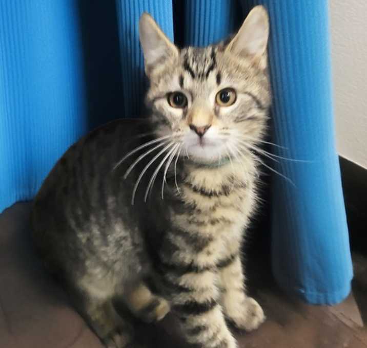 Photo of Kitten Creole