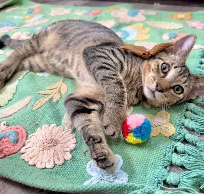 Photo of Sushi Daniel