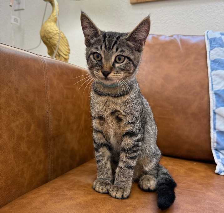 Photo of Orion Dewey