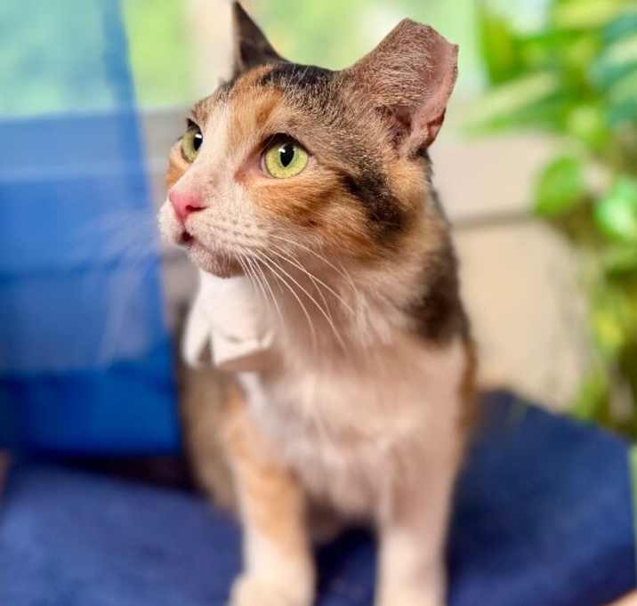 Photo of Bri Lee Simpson