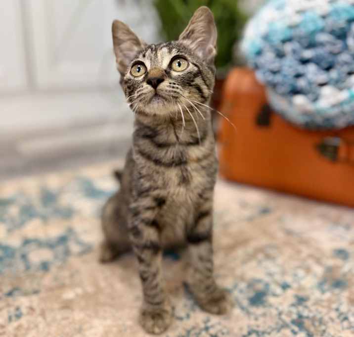 Photo of Dolly Purrton