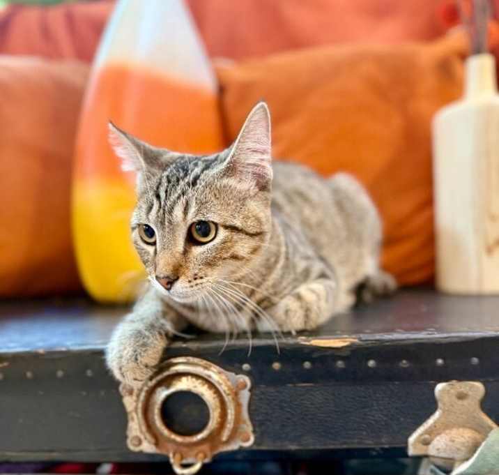 Photo of Kitty Kat Candy