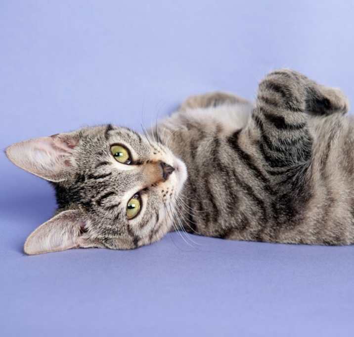 Photo of Cupcake Treat