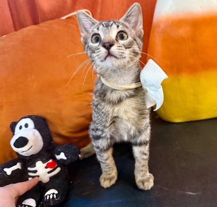 Photo of Megatron Arredondo