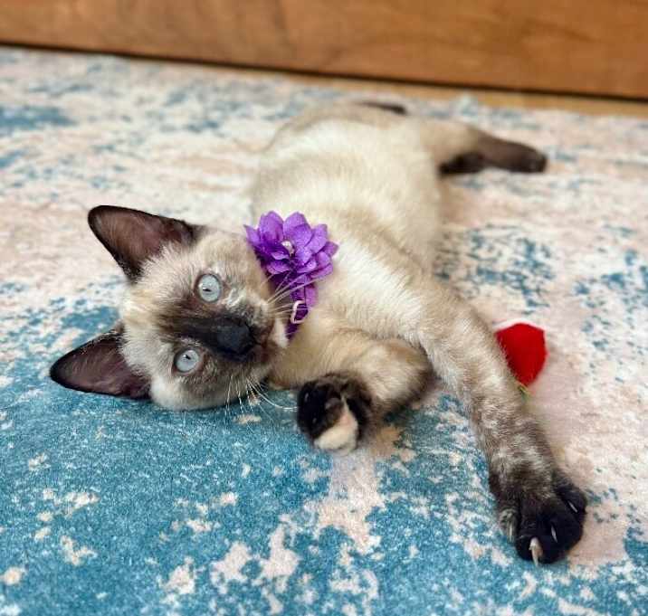 Photo of Ashley Montes