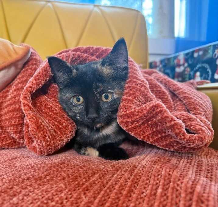 Photo of Freckles Drake