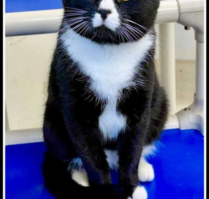 Photo of Prancer (FCID# 12/05/2025 - 106 Willow Grove, PA)C