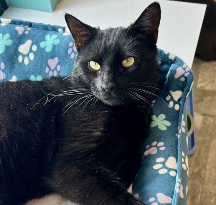 Photo of Elroy (FCID# 11/03/2025 - 1 Trainer)