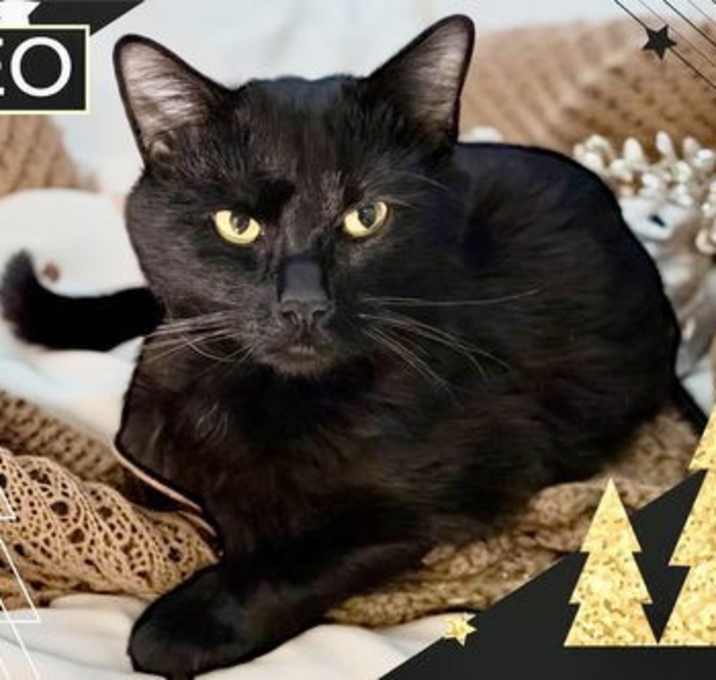 Photo of Neo (FCID# 12/08/2025 - 9 Trainer)