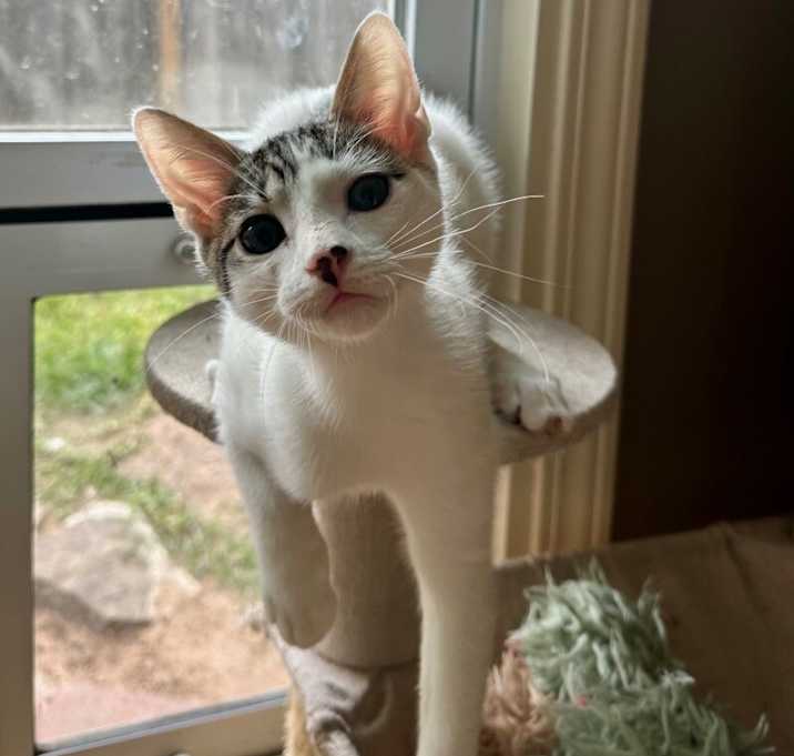 Photo of Grasshopper Zapata