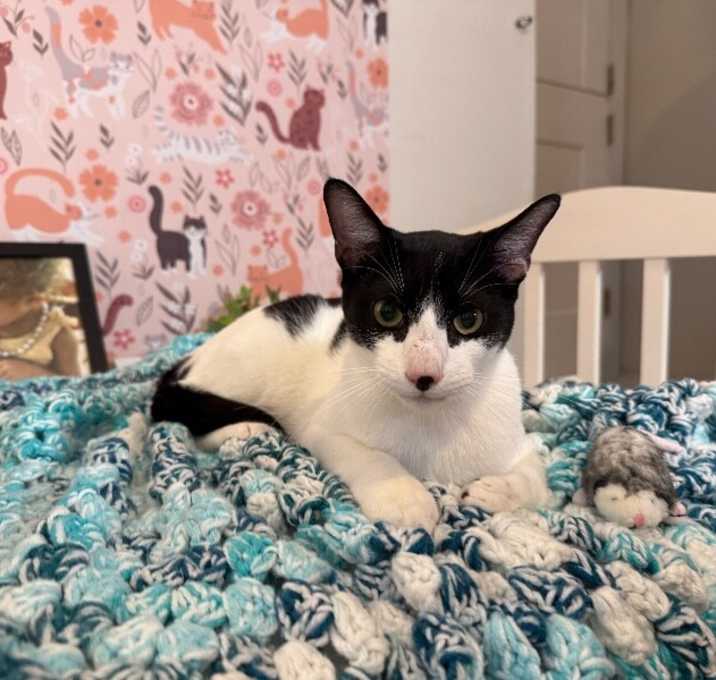 Photo of American Cheese