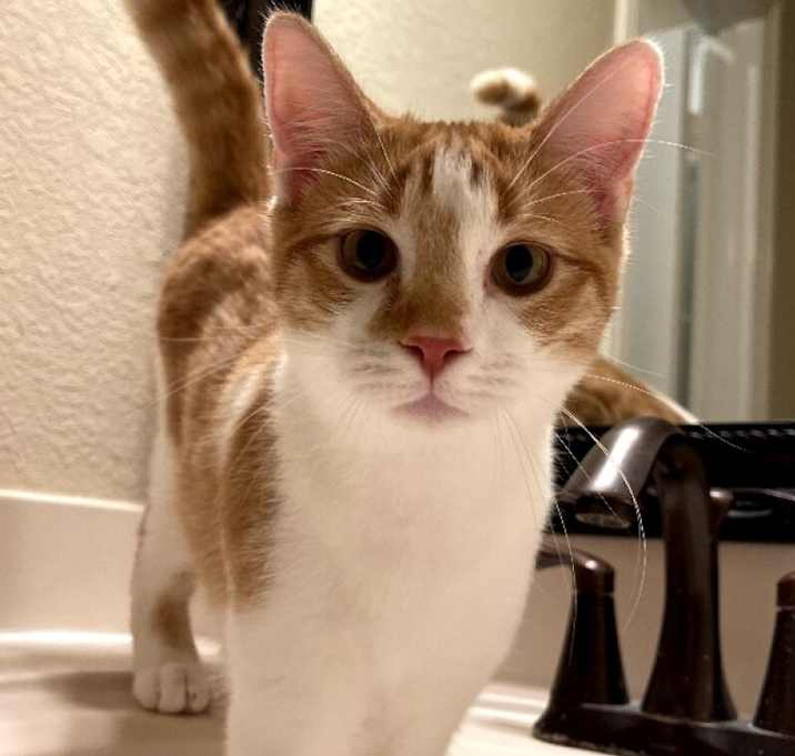 Photo of Grouper Fish