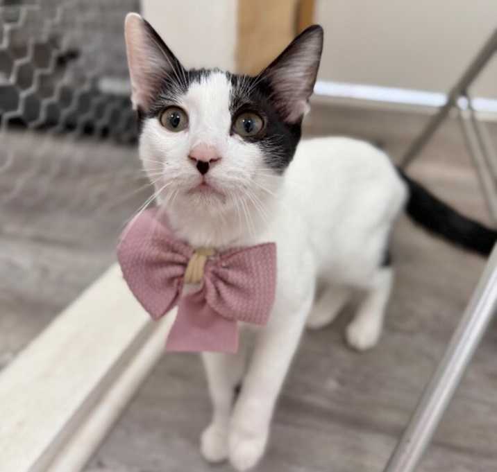 Photo of Monty Alexsia