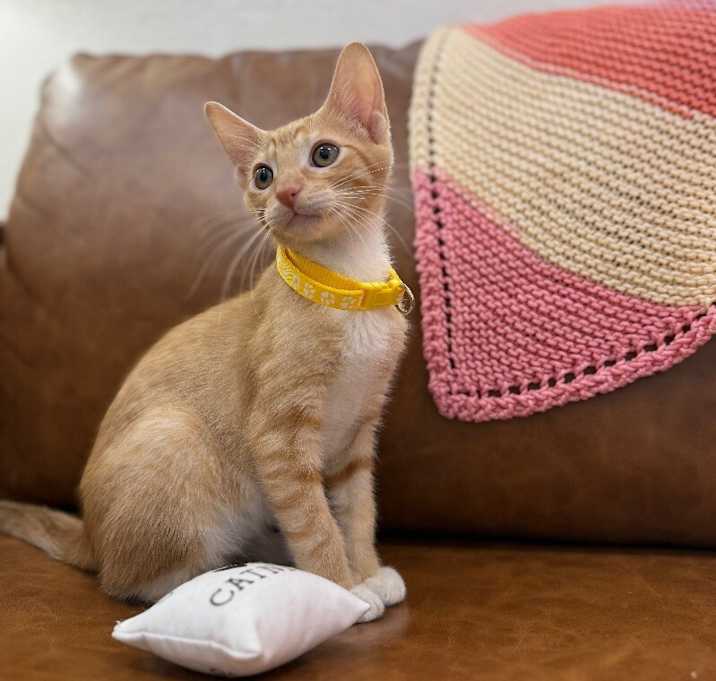 Photo of Nico Hernandez