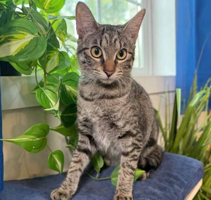 Photo of Biscuit Butter