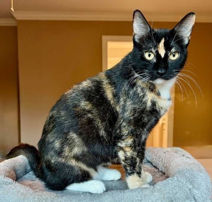 Photo of Sugar Pereira