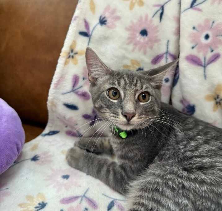 Photo of Collins Clark