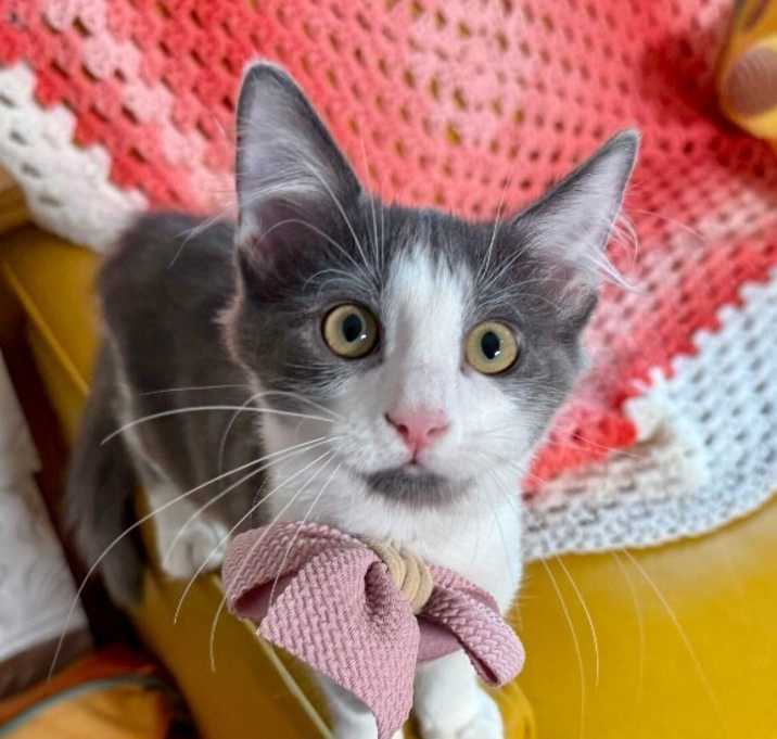 Photo of Chowder Roe